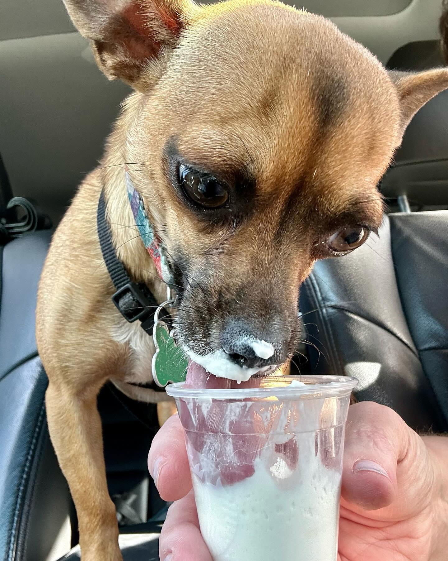 Ivy, an adoptable Chihuahua in Seattle, WA, 98119 | Photo Image 2