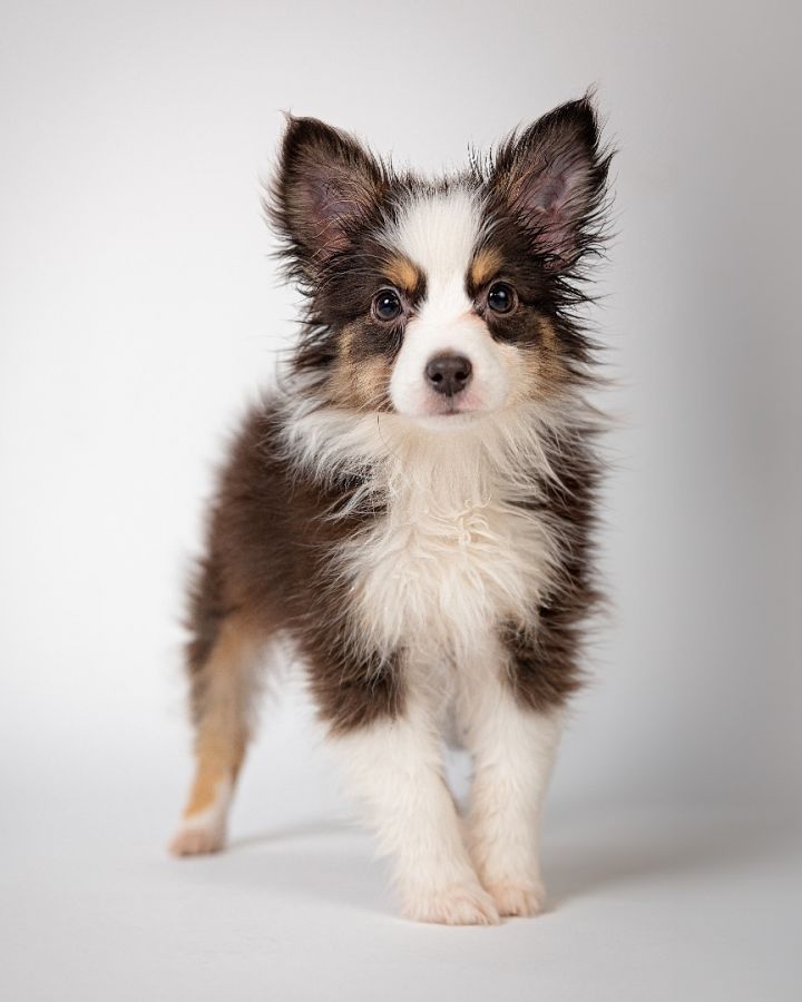 Mini australian clearance shepherd petfinder