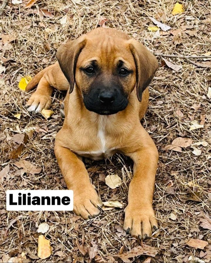 Black mouth cur and best sale mastiff mix