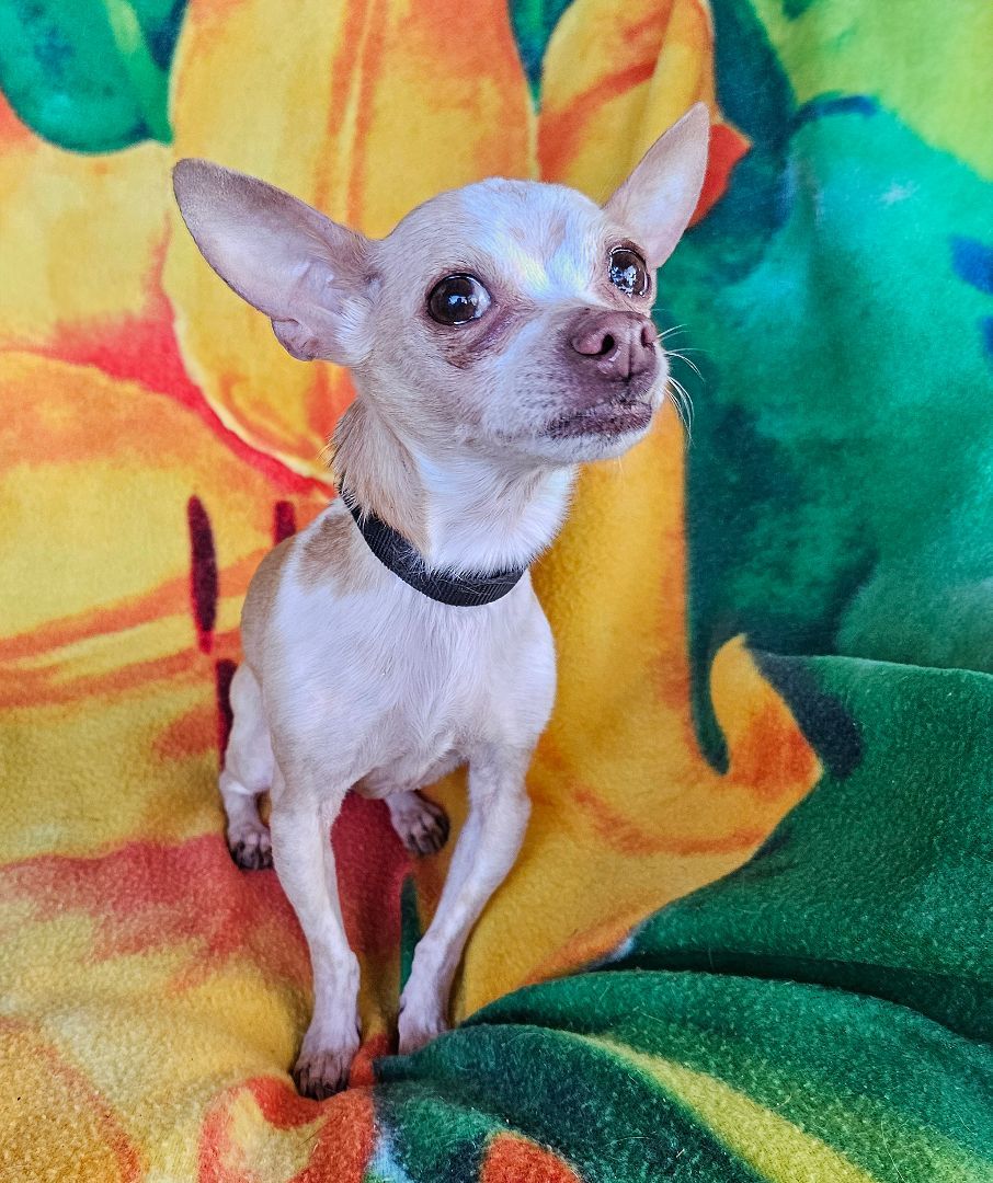 Lovely LIL Lady Lily Chi ~ EASY Sweetie Pie Chi ??