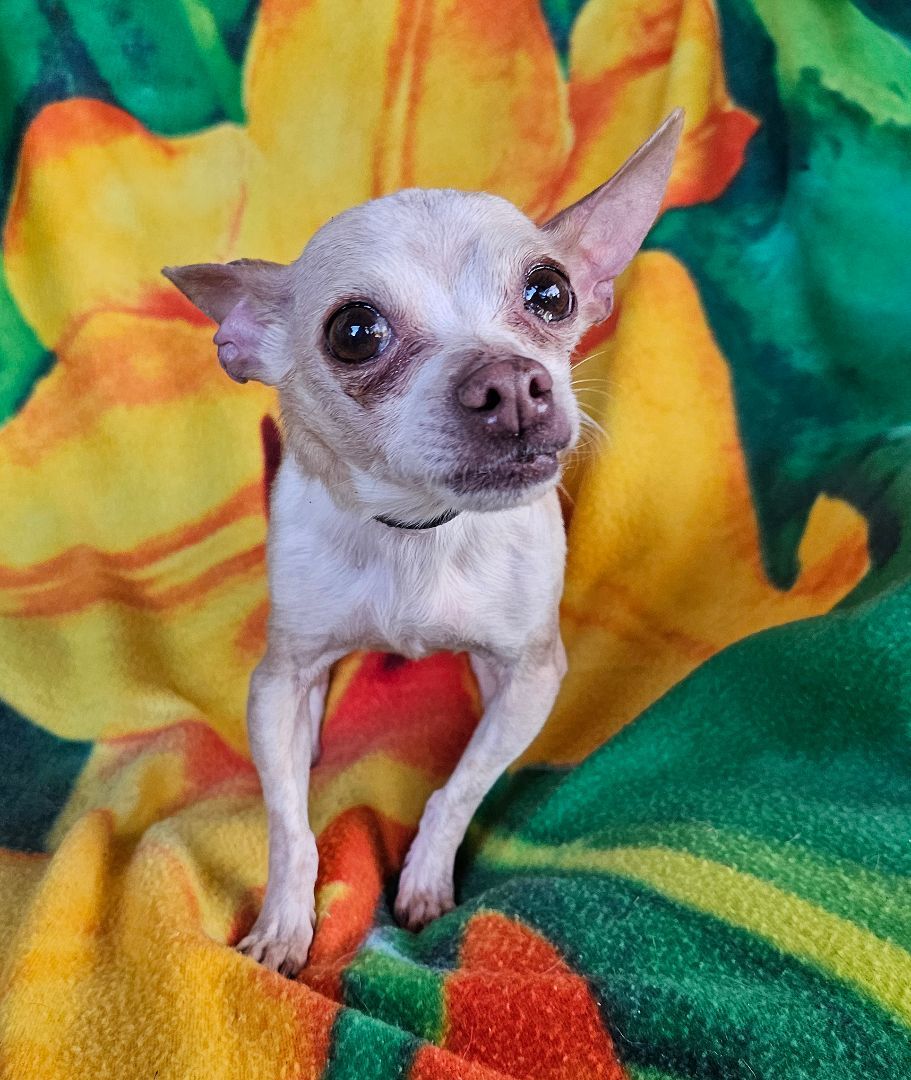 Lovely LIL Lady Lily Chi ~ EASY Sweetie Pie Chi ??