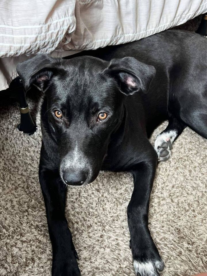 Black lab staffordshire sales terrier mix