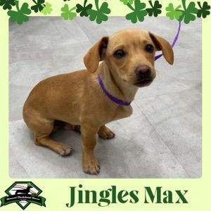 Petfinder dogs for hot sale adoption near me