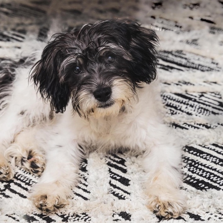 American eskimo and poodle hot sale mix