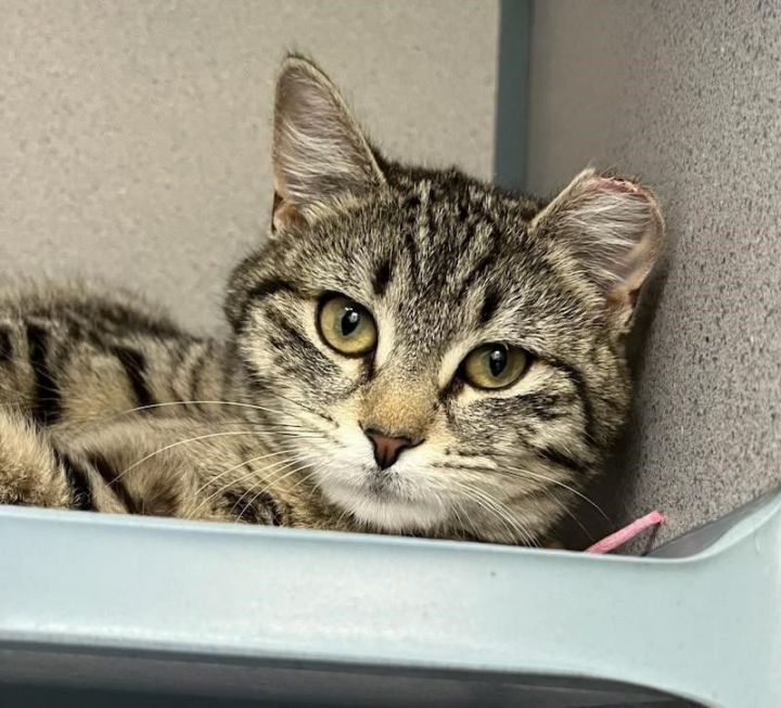 Cat for adoption - Jilly, a Domestic Short Hair Mix in Skillman, NJ ...