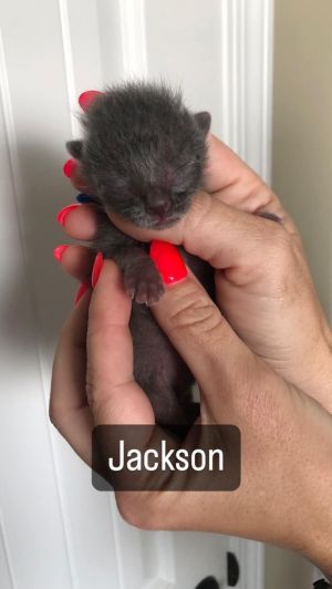 Jackson (Blue Collar)