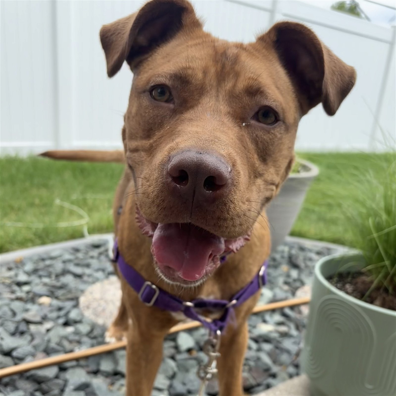 Suriel, an adoptable Pit Bull Terrier in Fargo, ND, 58103 | Photo Image 1