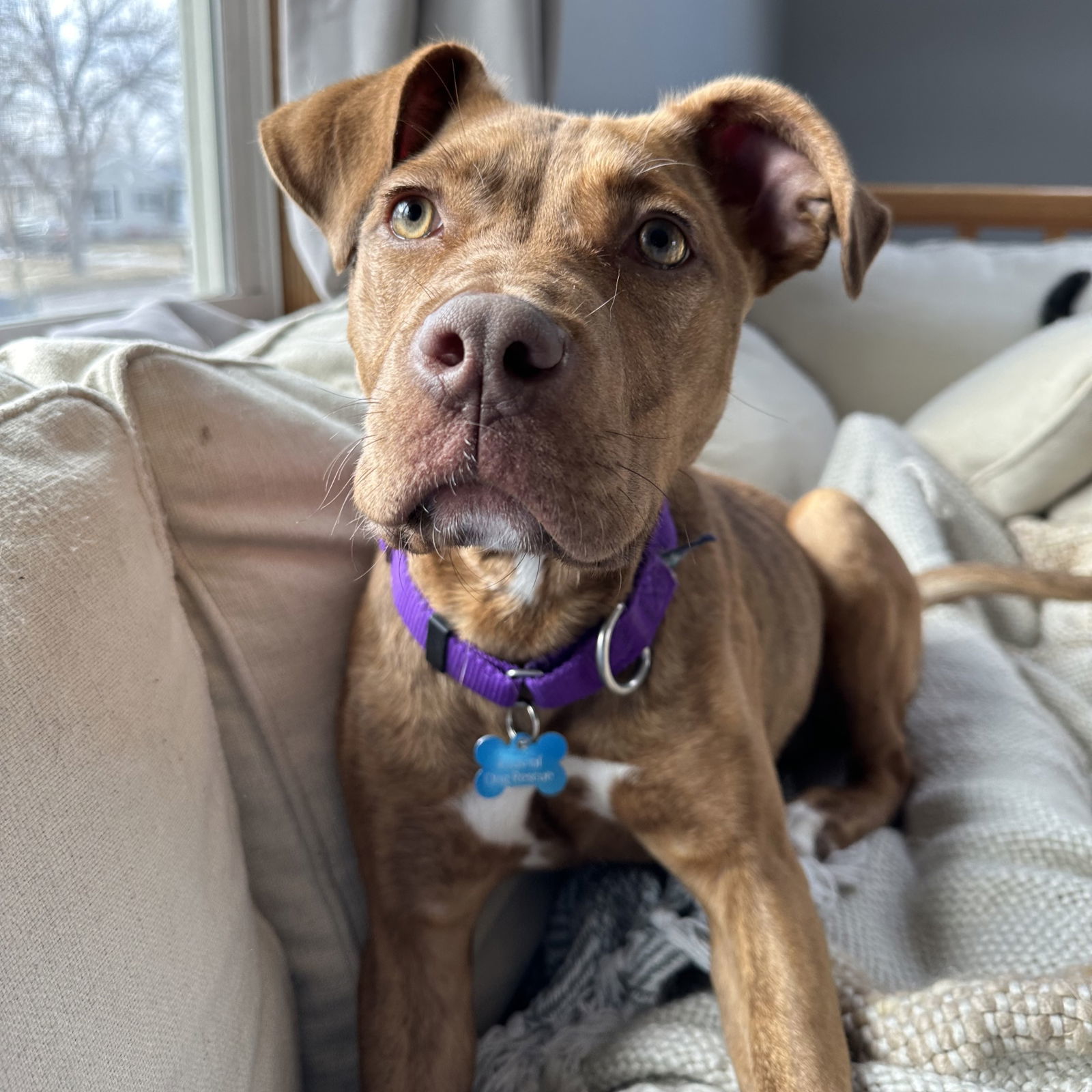 Suriel, an adoptable Pit Bull Terrier in Fargo, ND, 58103 | Photo Image 2