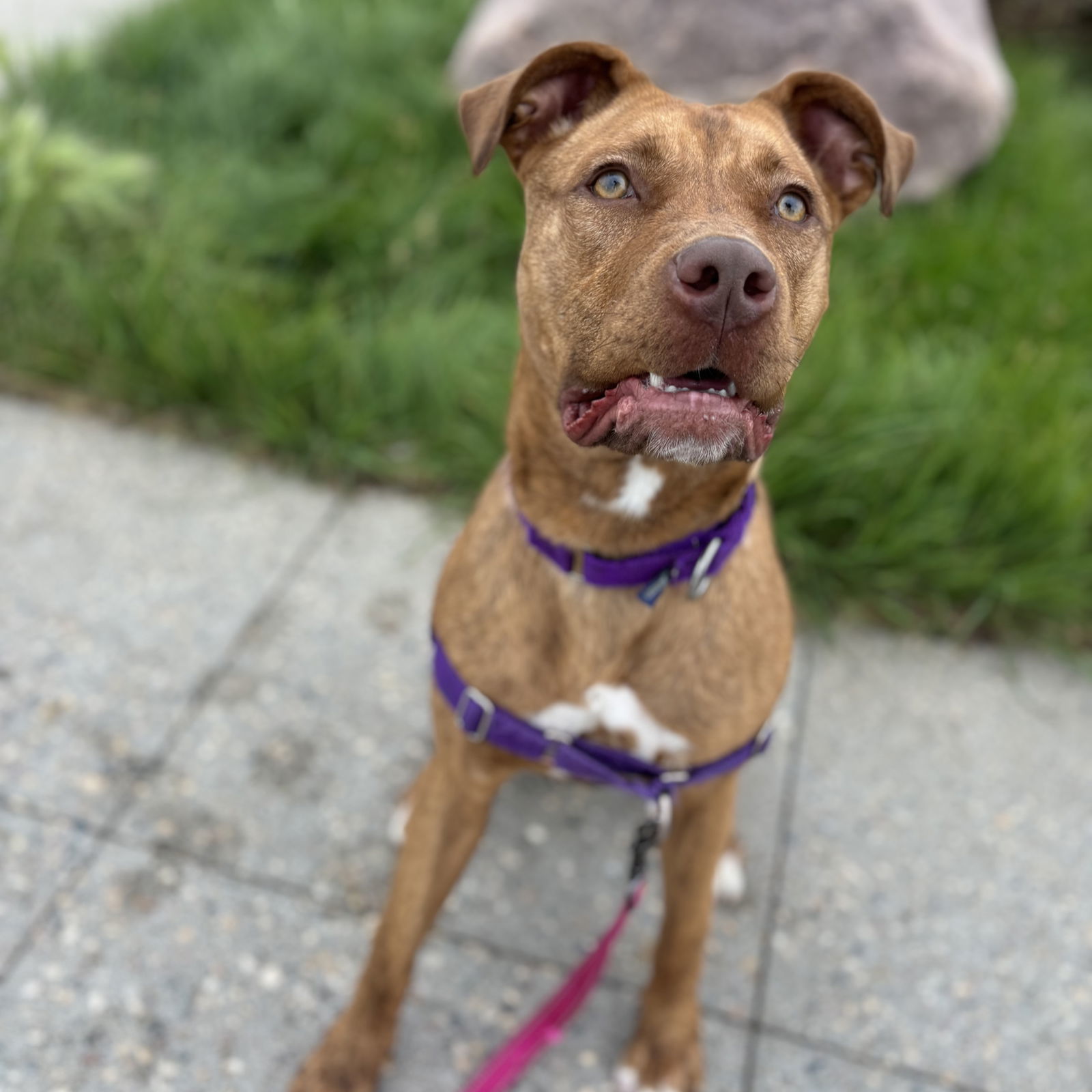 Suriel, an adoptable Pit Bull Terrier in Fargo, ND, 58103 | Photo Image 3