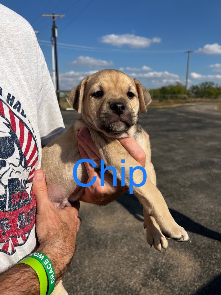 Chip - (Gracie's pup#1)