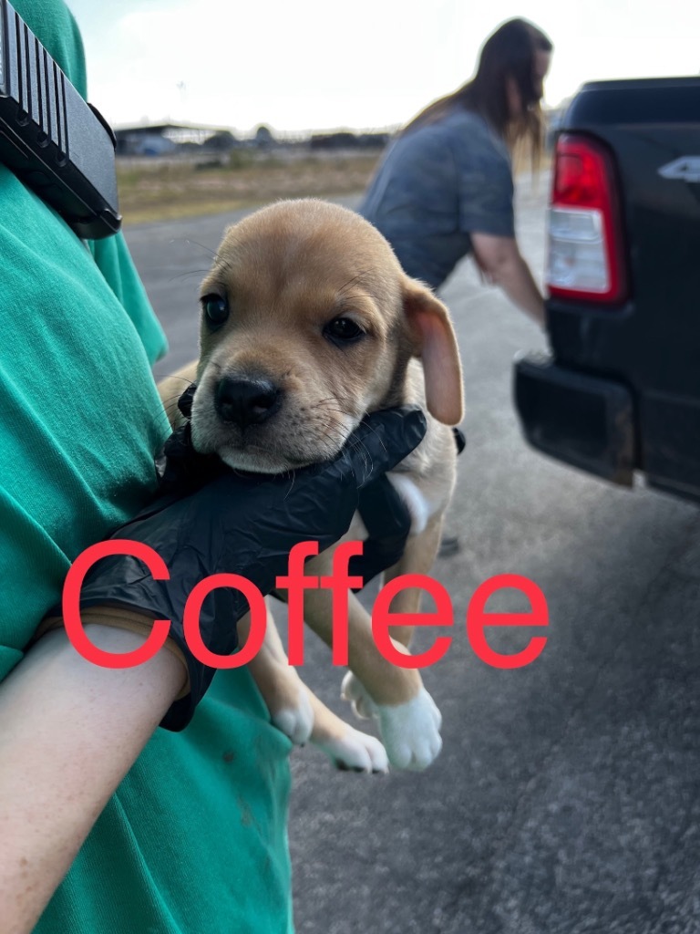 Coffee - (Gracie's pup #6), an adoptable Labrador Retriever, Pit Bull Terrier in Big Spring, TX, 79720 | Photo Image 1