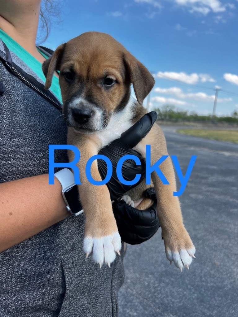 Rocky - (Gracie's pup #4), an adoptable Labrador Retriever, Pit Bull Terrier in Big Spring, TX, 79720 | Photo Image 1