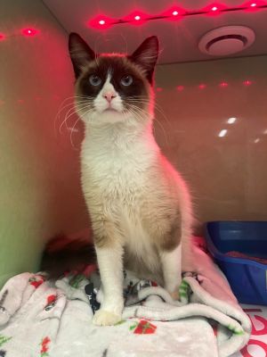 Introducing Gomez the charismatic male Snowshoe Mix whose confidence in all things cat is simply un