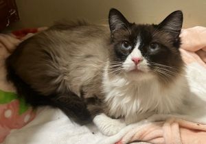 Introducing Gomez the charismatic male Snowshoe Mix whose confidence in all things cat is simply un