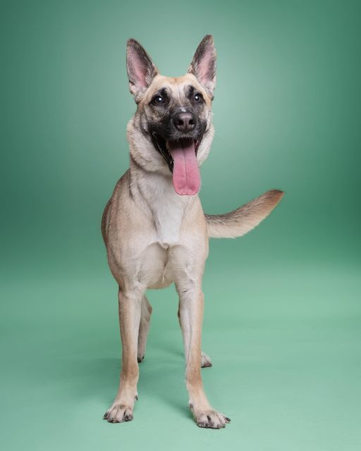 Dog for adoption - Cherry, a German Shepherd Dog Mix in Rowlett, TX ...