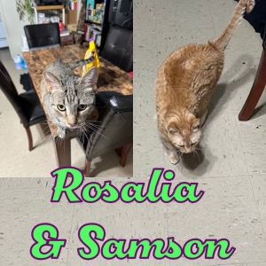 Poor Rosalia and Samson Their human has been hospitalized and when they get out they will no long