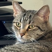 Sampson: Courtesy Post Domestic Short Hair Cat