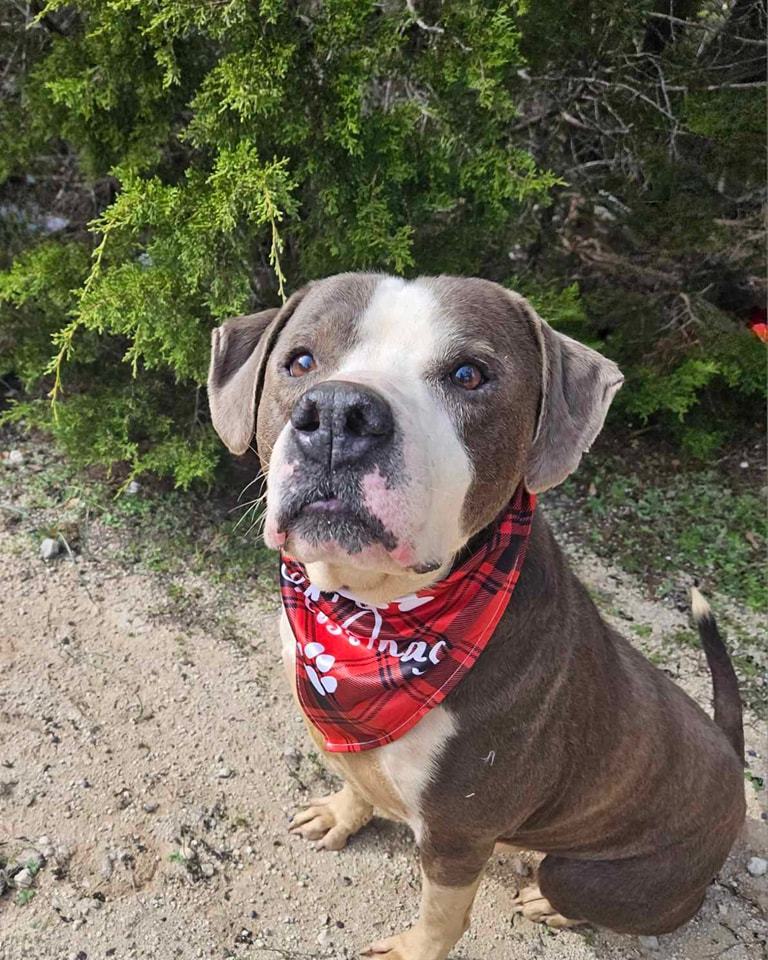 VFA Drake, an adoptable Pit Bull Terrier in Arlee, MT, 59821 | Photo Image 1