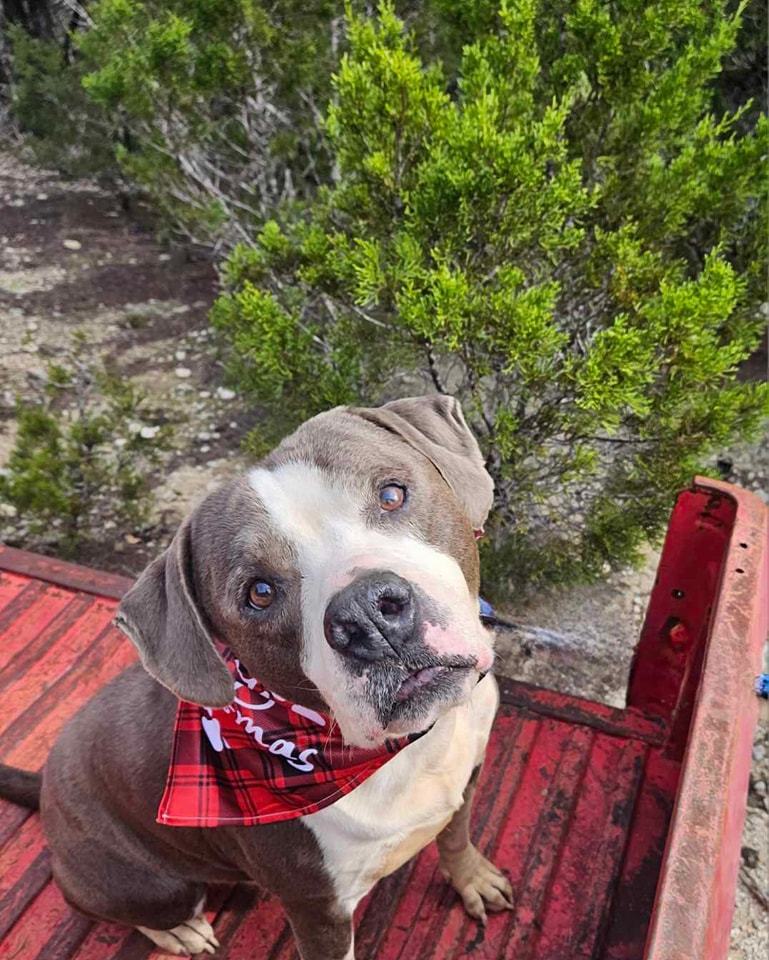 VFA Drake, an adoptable Pit Bull Terrier in Arlee, MT, 59821 | Photo Image 2