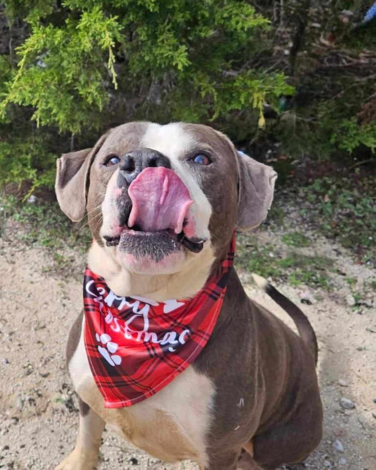 VFA Drake, an adoptable Pit Bull Terrier in Arlee, MT, 59821 | Photo Image 3