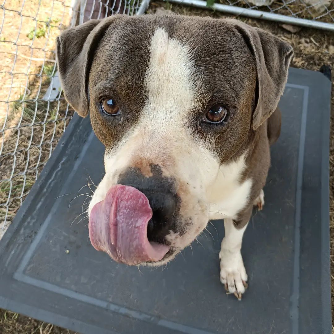 VFA Drake, an adoptable Pit Bull Terrier in Arlee, MT, 59821 | Photo Image 4