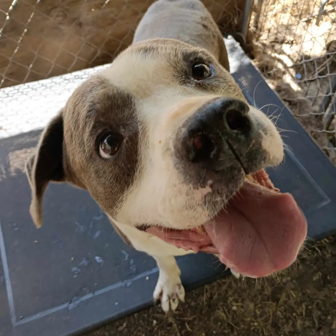 VFA Drake, an adoptable Pit Bull Terrier in Arlee, MT, 59821 | Photo Image 5