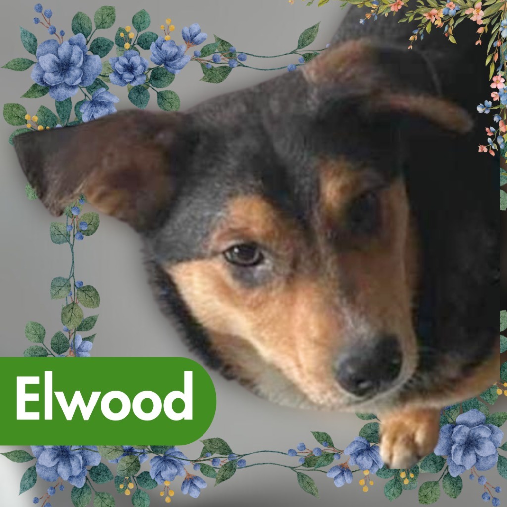 Elwood