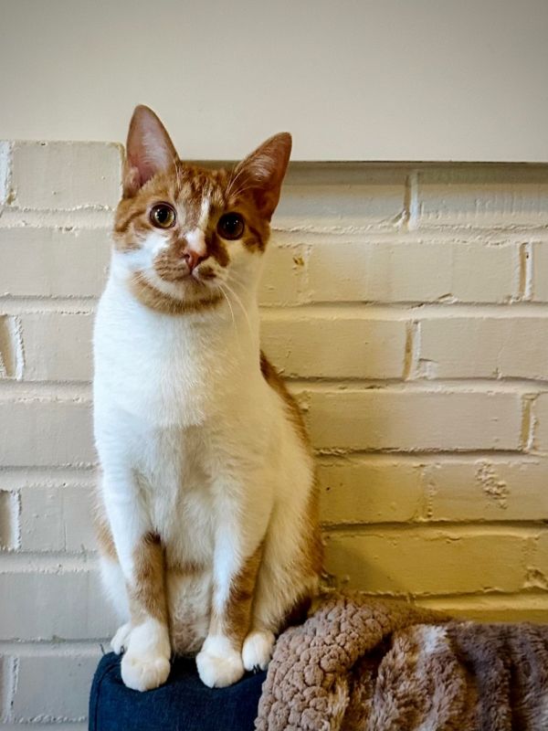 Adopt Dingo | Cat for adoption