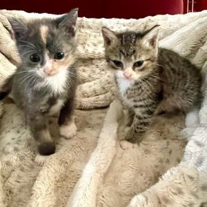 Bonded cats for sales adoption near me