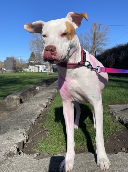 Peaches, an adoptable Pit Bull Terrier, Mixed Breed in Pendleton, OR, 97801 | Photo Image 1