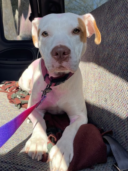 Peaches, an adoptable Pit Bull Terrier, Mixed Breed in Pendleton, OR, 97801 | Photo Image 2