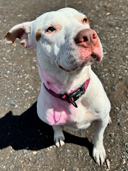 Peaches, an adoptable Pit Bull Terrier, Mixed Breed in Pendleton, OR, 97801 | Photo Image 3