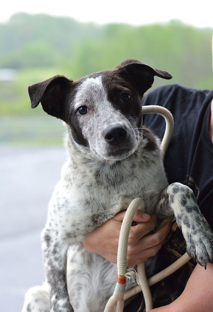 Graham - Adoptable, an adoptable Affenpinscher, Terrier in Chickamauga , GA, 30707 | Photo Image 1