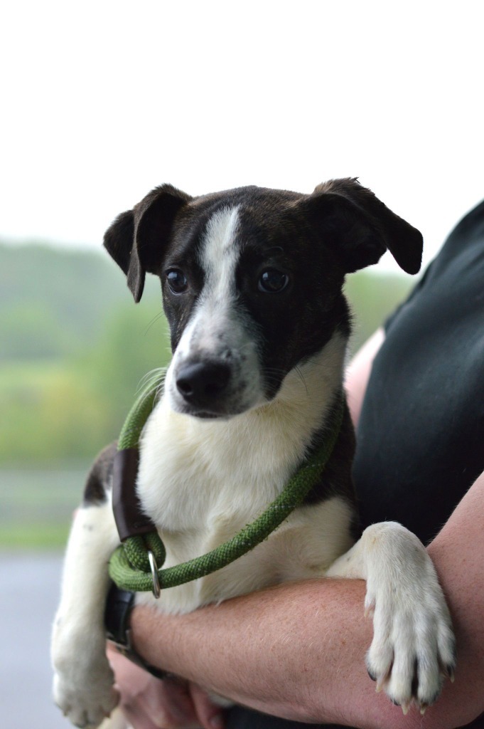 Grant - Adoptable, an adoptable Affenpinscher, Terrier in Chickamauga , GA, 30707 | Photo Image 1