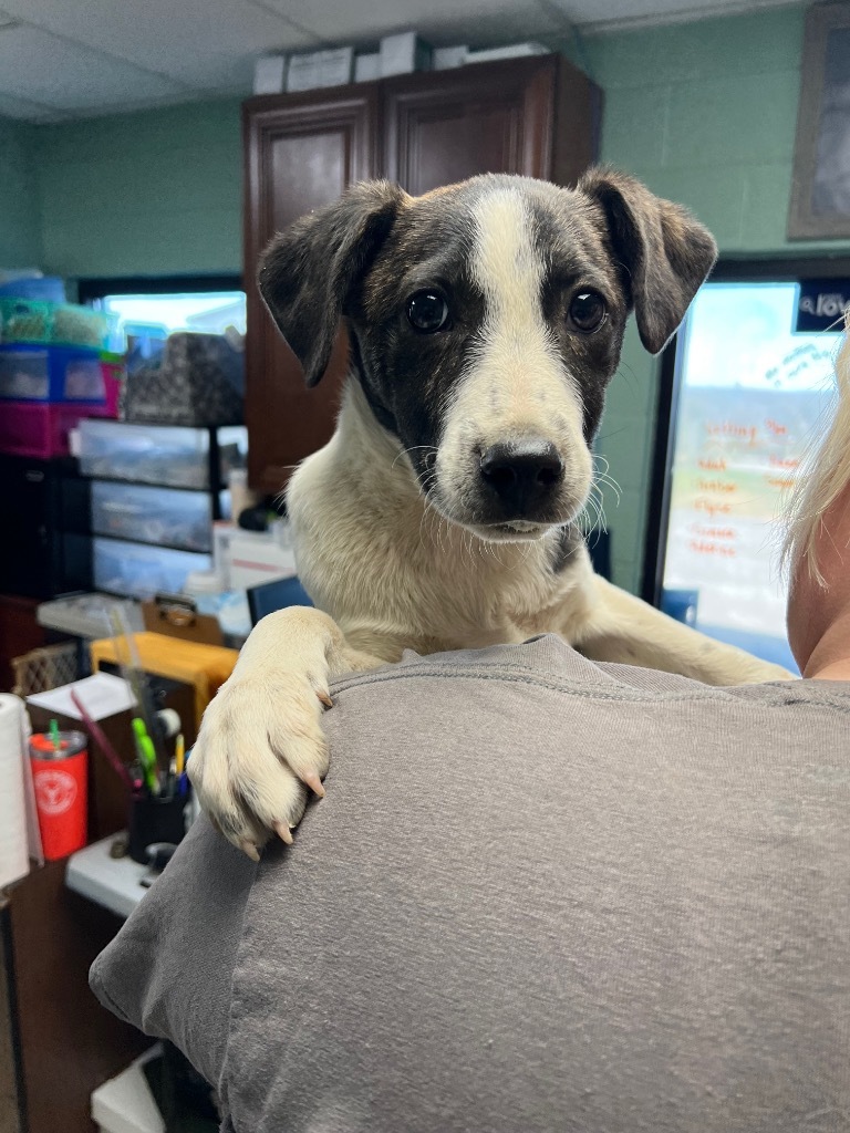 Grant - Adoptable, an adoptable Affenpinscher, Terrier in Chickamauga , GA, 30707 | Photo Image 2