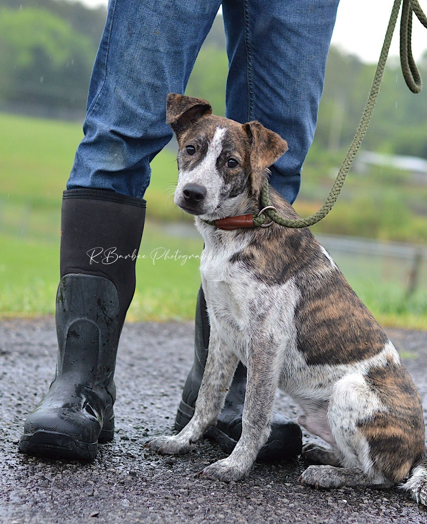 Garrett - Adoptable, an adoptable Affenpinscher, Terrier in Chickamauga , GA, 30707 | Photo Image 1