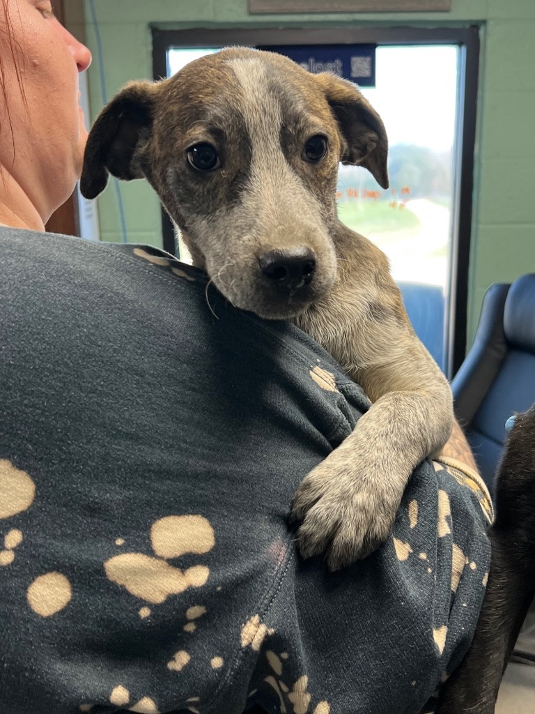 Garrett - Adoptable, an adoptable Affenpinscher, Terrier in Chickamauga , GA, 30707 | Photo Image 2