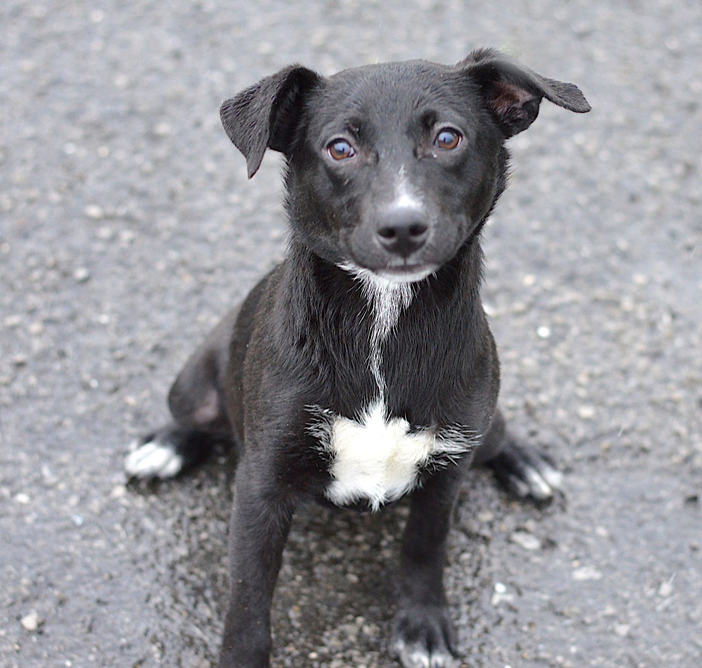 Gretchen - Adoptable, an adoptable Affenpinscher, Terrier in Chickamauga , GA, 30707 | Photo Image 1