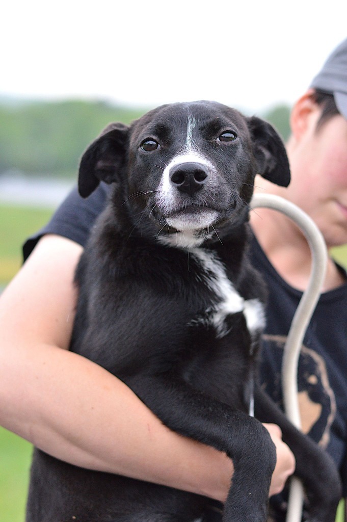 Genevieve - Adoptable, an adoptable Affenpinscher, Terrier in Chickamauga , GA, 30707 | Photo Image 1