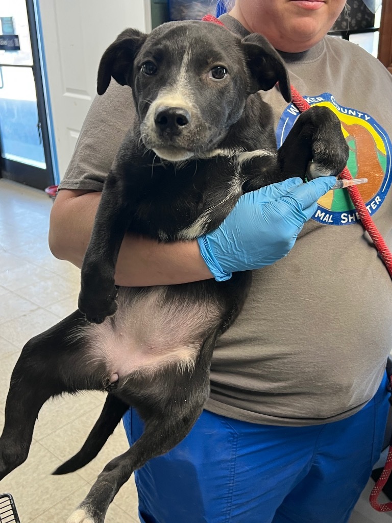 Genevieve - Adoptable, an adoptable Affenpinscher, Terrier in Chickamauga , GA, 30707 | Photo Image 2