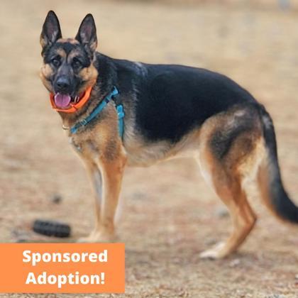 Serena, an adoptable German Shepherd Dog, Mixed Breed in Portola, CA, 96122 | Photo Image 1