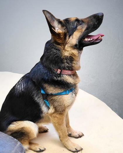 Serena, an adoptable German Shepherd Dog, Mixed Breed in Portola, CA, 96122 | Photo Image 3