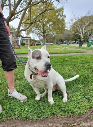 This playful pup is bursting with energy Tiggy a 9-year-old Staffordshire Terrier mix is a 70-pou