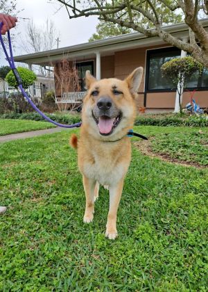 Sweetness alert Layla a 5-year-old German Shepherd mix with a stunning coat is a gentle giant who