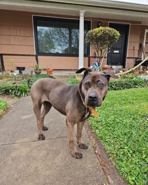 Gentle soul seeks calm companion Coco a 5-year-old Staffordshire Terrier mix has a big heart and 