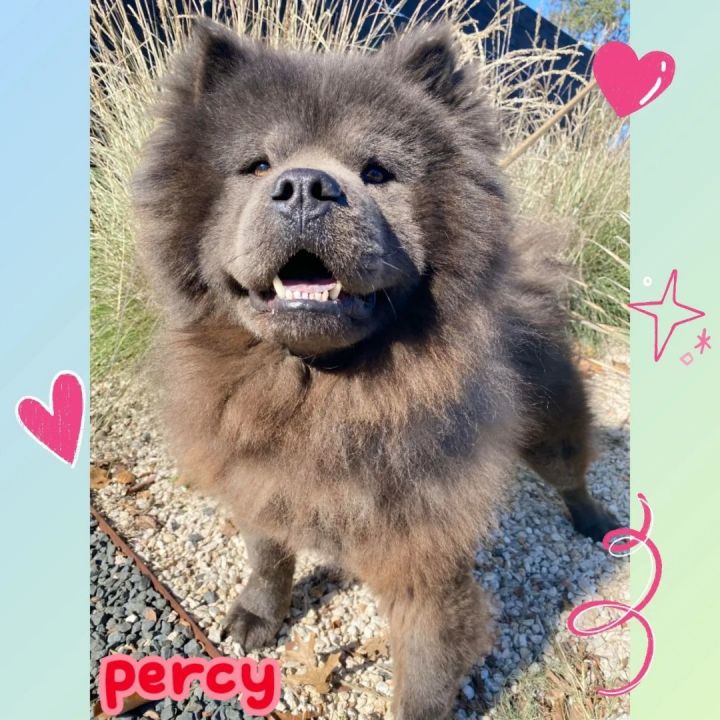 Chow chow hot sale petfinder