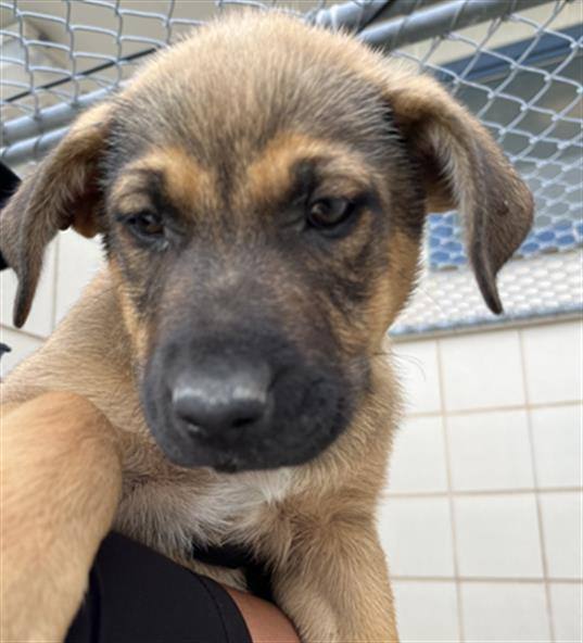 Dog for adoption Avery a Shepherd Mix in Beatrice NE Petfinder