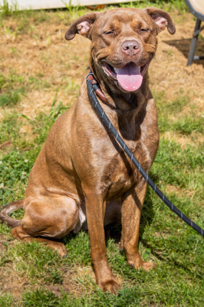 Cinnamon- IN FOSTER 2