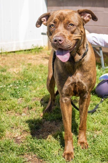 Cinnamon- IN FOSTER 3