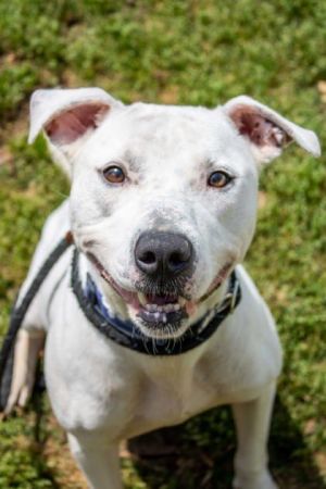 Rexxo - IN FOSTER Mixed Breed Dog